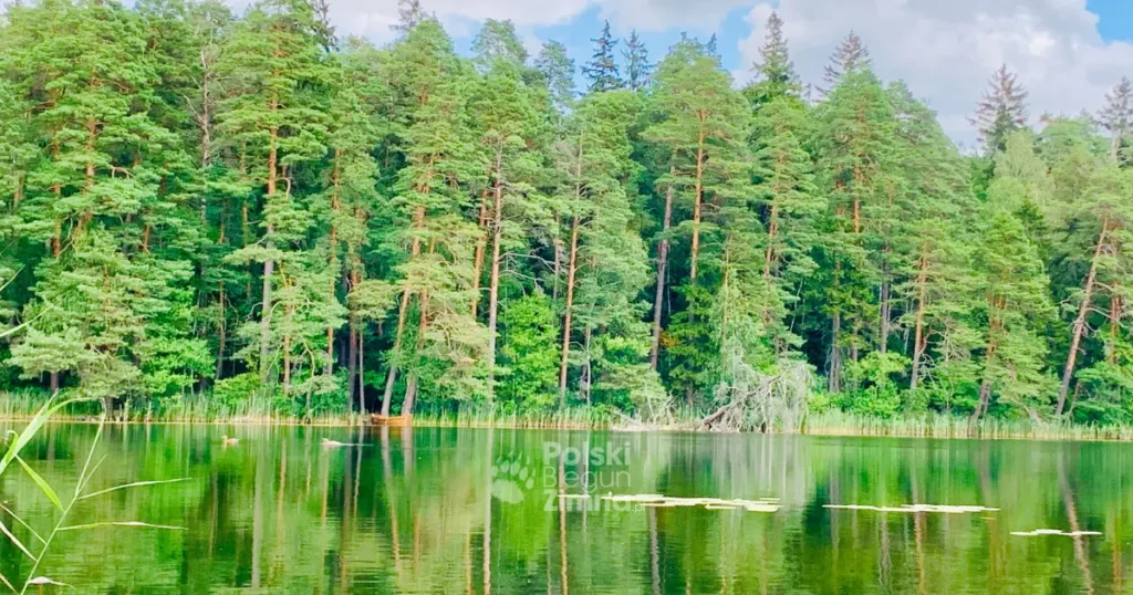 Jezioro Czarne Suwalszczyzna Gołdap Travel